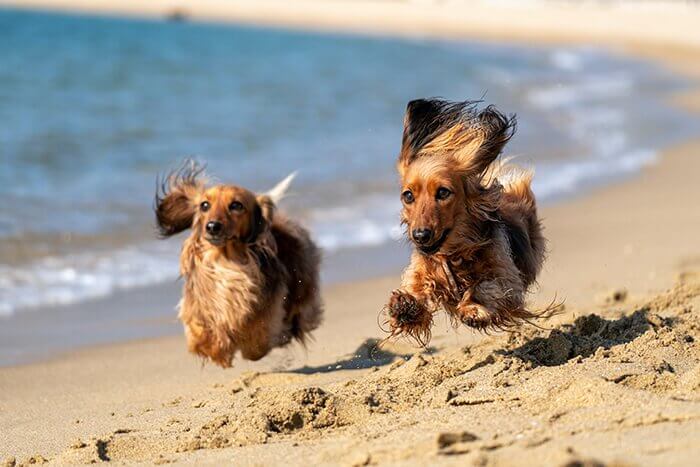 Happy dogs running along the beach